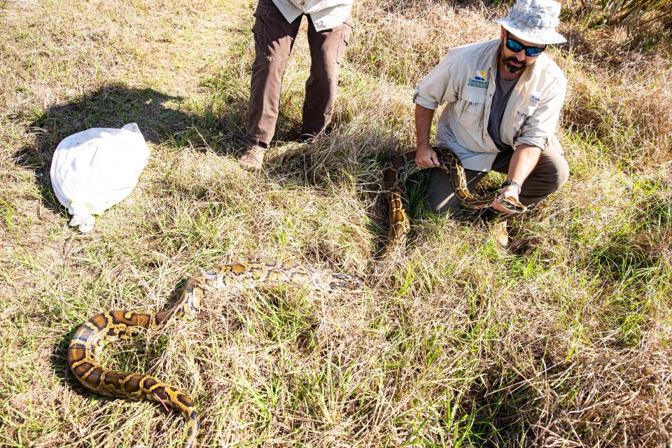 Wildlife biologists Ian Bartoszek and Ian Easterling, both with the Conservancy of Southwest Florida, release a male Burmese python with a radio transmitter surgically attached to it back into the wild outside of Naples on Wednesday, April 26, 2023. The python is part of an effort to rid Southwest Florida of the invasive snakes. The concept involves releasing males, which then find females. The males are radio tracked by the biologists, where they hopefully find females with eggs that are then removed from the wild. The program is 10 years old. They have removed over 1,000 pythons and over 30,000 pounds of snakes in those 10 years.