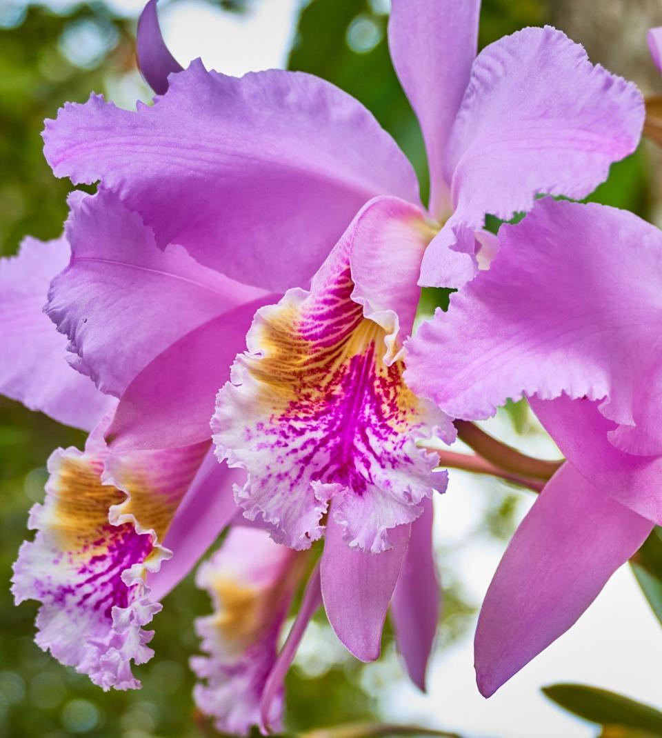 pink purple and yellow cattleya orchids