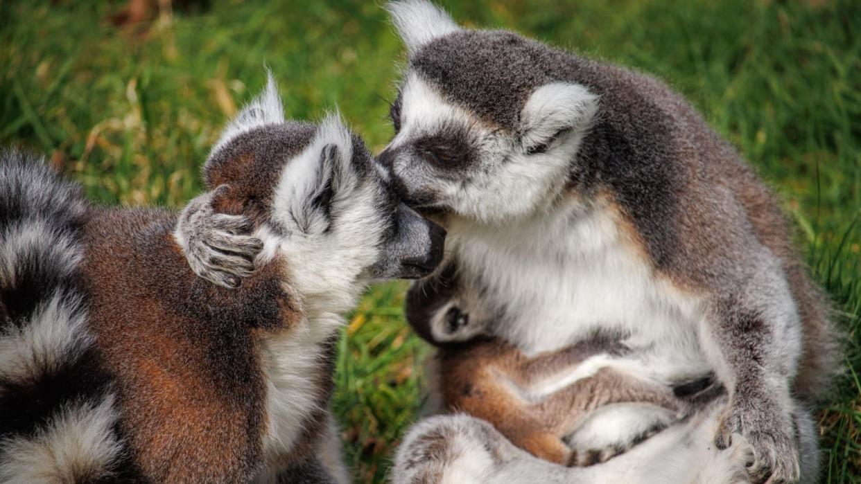 The baby lemur weighed just 70g when it was born (Woburn Safari Park/PA)