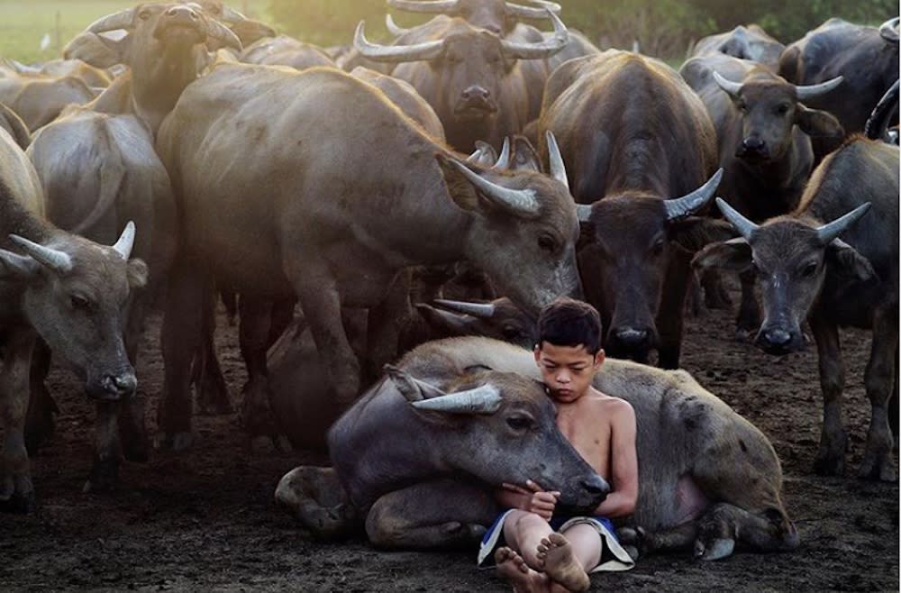 Fourteen-year-old Muhammad Syukur Khamis’ bond with his father’s buffaloes has garnered love from many social media users. — Picture via Instagram/natgeoyourshot