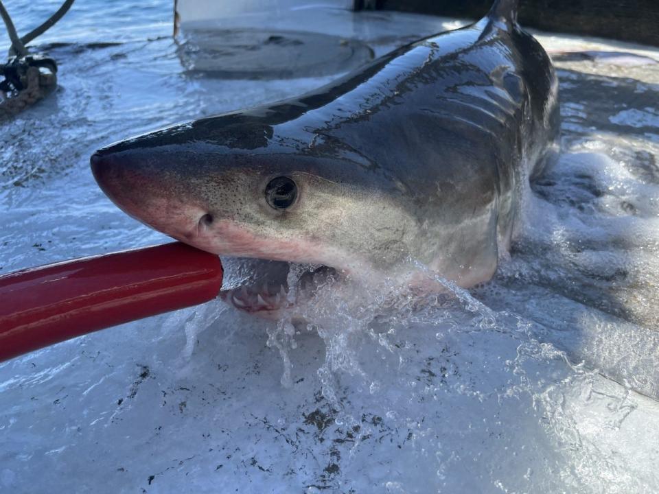 The Atlantic Shark Institute is involved in several studies on a variety of species, including the great white shark. Here, a juvenile great white caught off Rhode Island this summer, is about to be tagged with an acoustic tag allowing the Atlantic Shark Institute to track it for up to 10 years. Water is used to keep the shark oxygenated while the tag is applied before release.