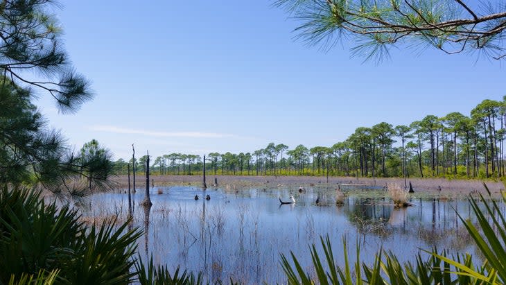 <span class="article__caption">Find rich variety in terrain and birdwatching at Bon Secour National Wildlife Refuge, Gulf Shores, Alabama.</span> (Photo: Richard Pearlman/Getty)