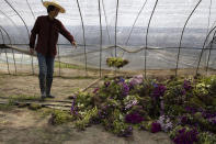 In this April 6, 2020, photo, flower farmer Guo Changqi discard rotting flowers at a farm in the Huangpi district of Wuhan in central China's Hubei province. He said he has thrown away at least 20,000 flowers this year because of Wuhan's 11-week lockdown on transport in and out of the city of 11 million. (AP Photo/Ng Han Guan)