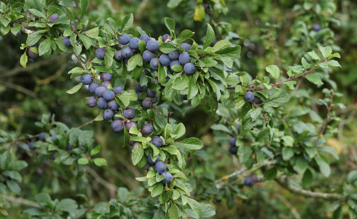  Fruit bushes pruning. 