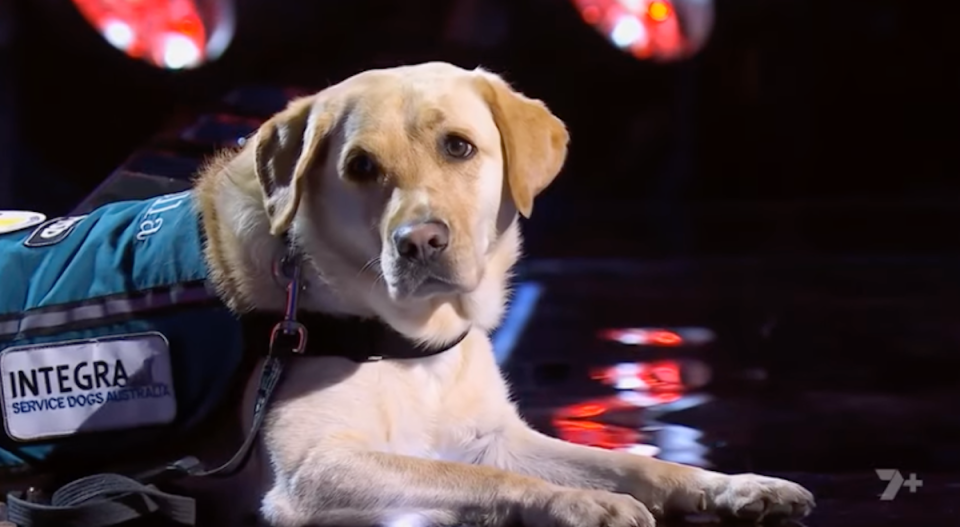 Bella, a war veteran support dog, on stage of The Voice. 