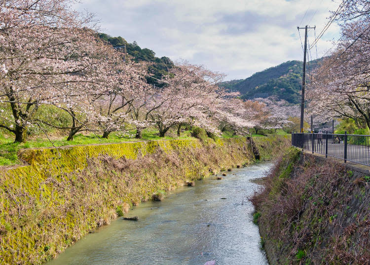Cherry blossoms reflected on the surface of the Yamanaka River are among the area&#39;s highlights