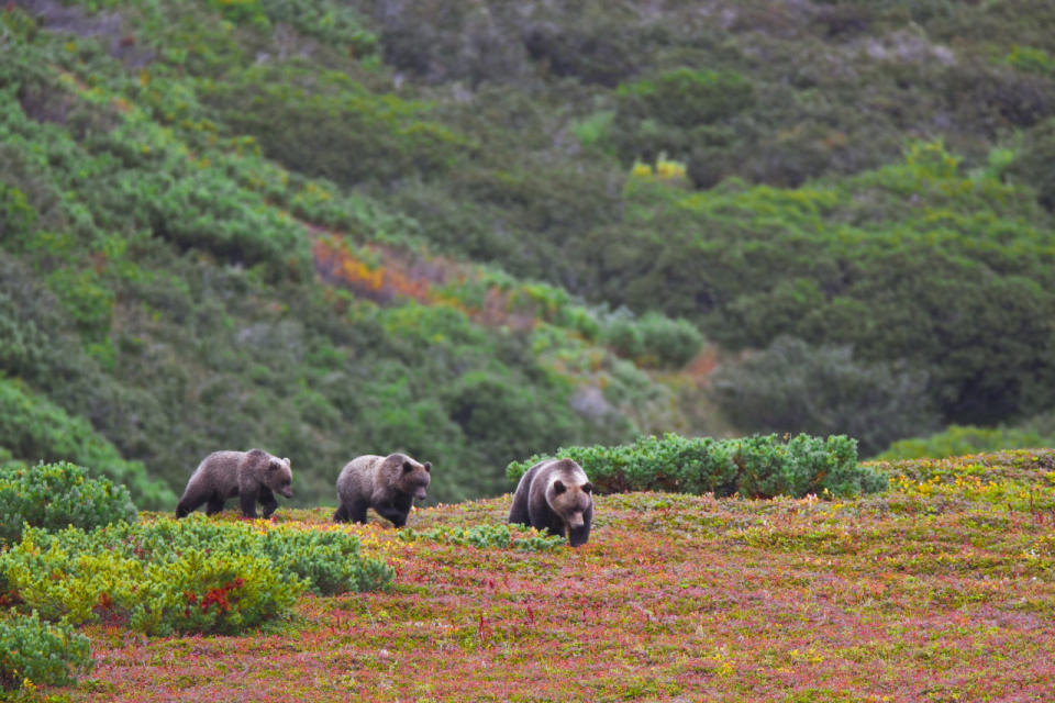 Brown Bears In Kamchatka