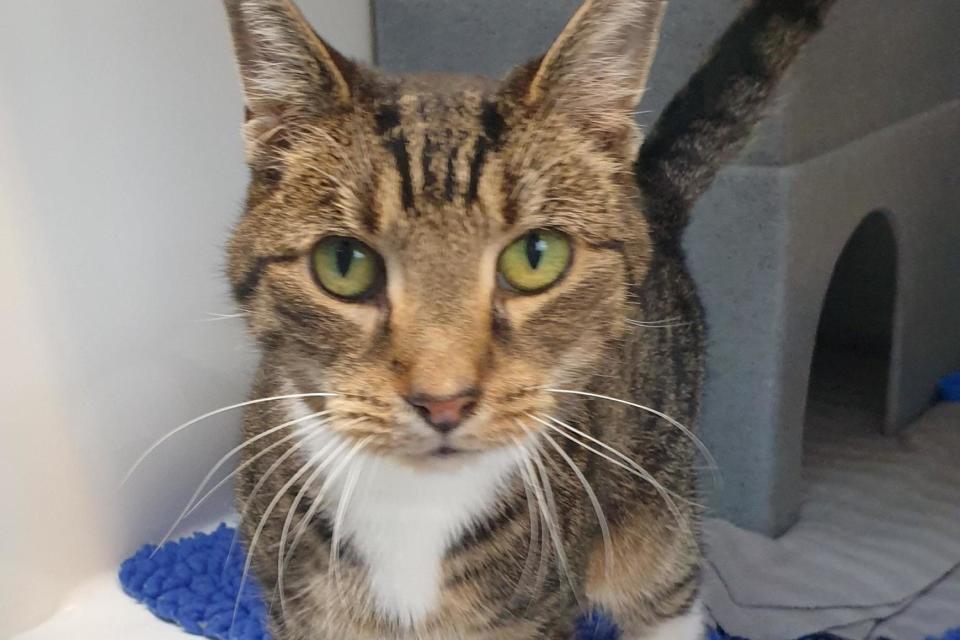 A tabby cat whose owners gave him up due to allergies is struggling to find a new home due to a nasal condition that means he is constantly sneezing.Elliott has chronic rhinitis, an inflammatory condition with symptoms such as nasal congestion, itching and sneezing.The nine-year-old feline is currently living at a Cats Protection rehoming centre in East Sussex, but managers say prospective adopters are reluctant to take him on because of his illness.Speaking to The Independent, the centre’s deputy manager Tania Marsh describes Elliott as a “very loving and affectionate” cat.“He is a heavy sneezer, so when we come in to check on him in the morning we do have to clean his glass quite thoroughly as there is a lot of mucus. It’s like he has bad cold. He’s a lovely boy, his condition is just something to take on.”Elliott has been at Cats Protection since 6 March, but was initially kept in the centre’s isolation ward.“We thought he had cat flu,” Marsh explains, adding that he was transferred into the homing wing once vets realised his condition was not contagious and treated him accordingly.“He has been in our homing wing for around 10 days now,” she adds, explaining that as soon as people know a cat has a medical issue, people are reluctant to adopt them. “They’re worried about the cost of medical bills and what that could mean for them. People would rather go for a cat with a blank canvas.”But Marsh insists that Elliot’s disposition outweighs his medical condition, which she says would improve were he to be rehomed.“He’s a gorgeous cat and just wants to be with you, he even puts his paws around your neck like he’s hugging you.“The level of stress he’s carrying from living here will have an effect on his condition. As soon as he can go outside and get some fresh air in his lungs, his sneezing will be considerably less of a problem.”Marsh added that there is a drug that owners could buy to treat Elliot’s condition, but Cats Protection is not able to administer it themselves. “He’s not on any medication at the moment, but if an owner was to take him home and sprinkle this particular drug on his food and also allow him to play outside, they would see vast improvements to his condition. “He just needs to be in the right environment.”