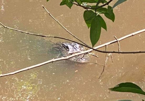 A professional trapper was called to capture the alligator. / Credit: Martin County Sheriff's Office