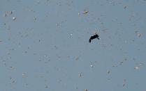 JAIPUR, INDIA - MAY 25: An eagle flies through a swarm of locusts around apartments near the Railway Station on May 25, 2020 in Jaipur, India. The Food and Agricultural Organization of the United Nations in its latest locust bulletin on May 21 said the insects spring breeding has continued in Iran and southwest Pakistan and that they will be moving to the India-Pakistan border till at least early July. Already 38,308 hectares in 22 out of 33 districts of Rajasthan are under locust attack, according to the state government. They have reached as far as Madhya Pradesh and Uttar Pradesh, after entering from Pakistan in April. (Photo by Himanshu Vyas/Hindustan Times via Getty Images)