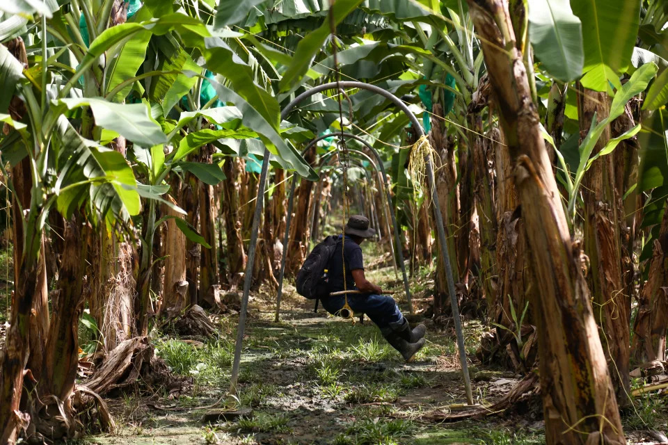 Cultivos de banano en el municipio de Apartado, en el departamento de Antioquia, Colombia, el 22 de junio de 2022. (Foto de Juan David Moreno Gallego/Agencia Anadolu v&#xed;a Getty Images)