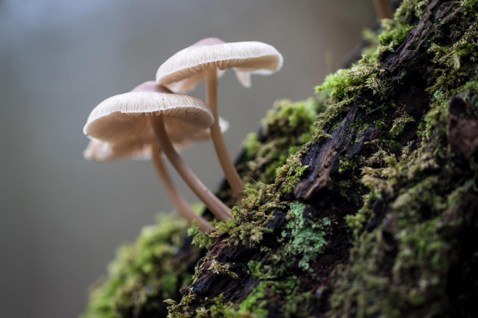 Fungi and mushrooms are key influences for goblincore afficianados (Image: Getty Images)