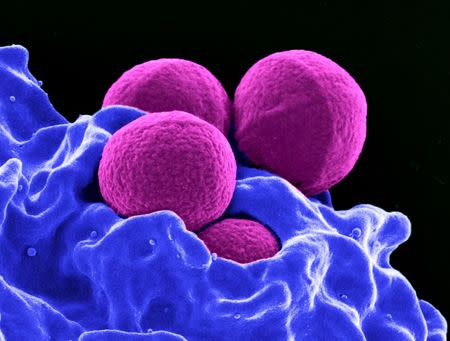 This digitally-colorized scanning electron micrograph depicts four magenta-colored, spherical methicillin-resistant Staphylococcus aureus (MRSA) bacteria in the process of being phagocytized by a blue-colored human white blood cells in this undated handout photo. National Institute of Allergy and Infectious Diseases (NIAID)/Handout via REUTERS