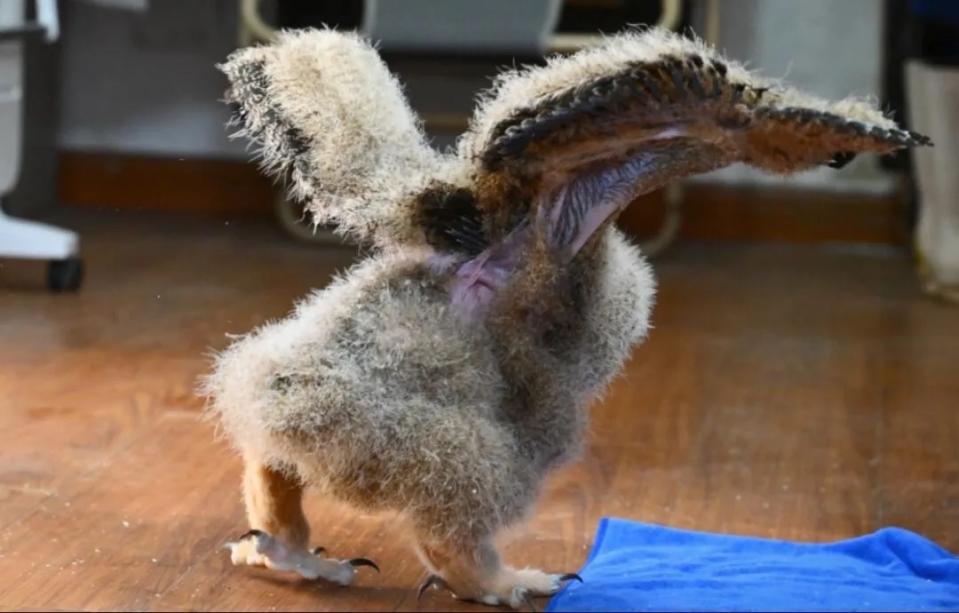 中國上海動物園首度人工育雛雕鴞寶寶，寶寶練習振翅模樣。翻攝上海動物園官網