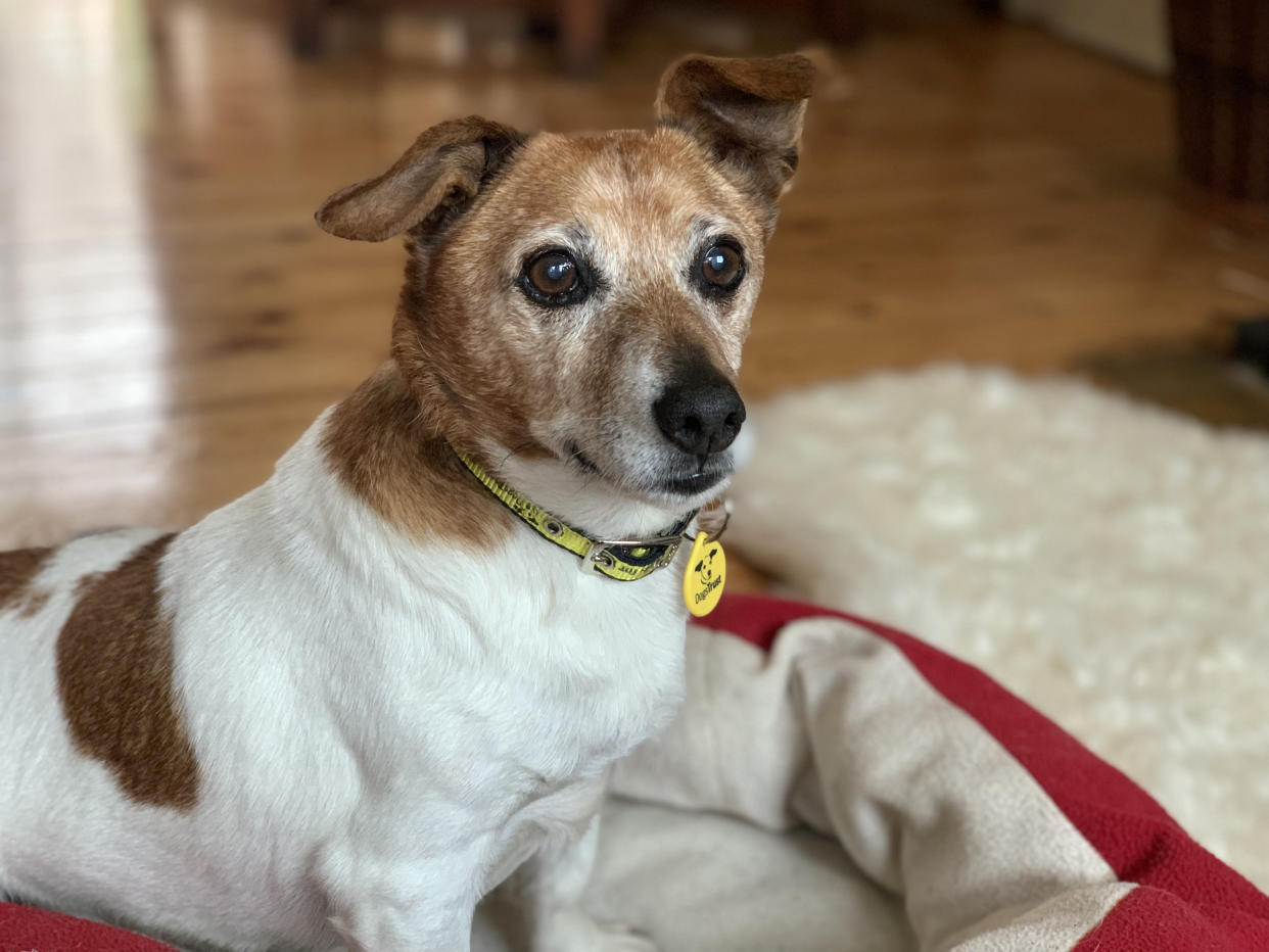  17-year-old Tonks the Jack Russell. See SWNS copy SWMDdog: The oldest pooch in care in Britain has finally found a "forever home". 17-year-old Tonks was being cared for at the Dogs Trust Kenilworth in Warwickshire after being found on the streets. The charity launched an appeal to find a home for the loveable Jack Russell Terrier.