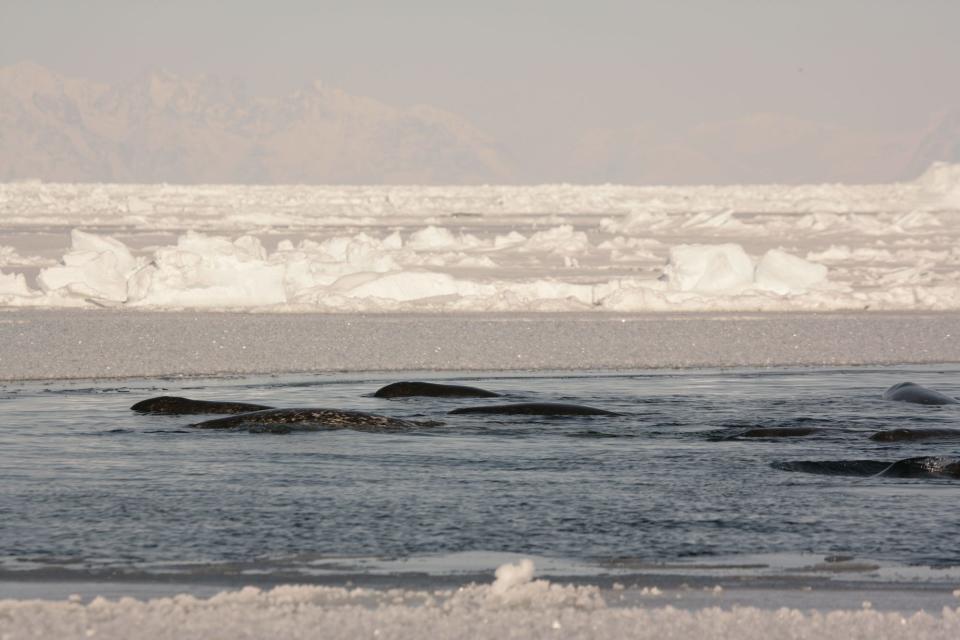 Pod of narwhals in the winter time pack ice habitat.