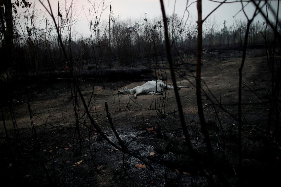 reuters environmental photos of the year 2019