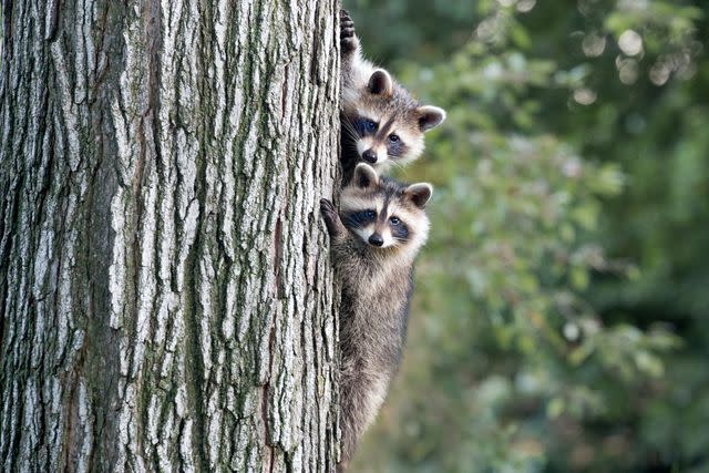 <p>Photo by Marianna Armata</p> Raccoons are incredibly good climbers.