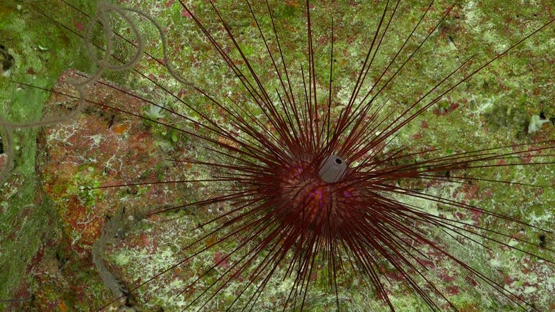 A Diadema sea urchin documented during Dive 672. - Photo: <a class="link " href="https://schmidtocean.photoshelter.com/galleries/C0000HRWFfu1r_rE/G0000rTHPxnoGl64/I0000P3QGd1QzFUg/FKt240224-S0672-20240321T023853Z-90-scicam-DiademaUrchin-jpg" rel="nofollow noopener" target="_blank" data-ylk="slk:ROV SuBastian/Schmidt Ocean Institute under CC BY-NC-SA;elm:context_link;itc:0;sec:content-canvas">ROV SuBastian/Schmidt Ocean Institute under CC BY-NC-SA</a>