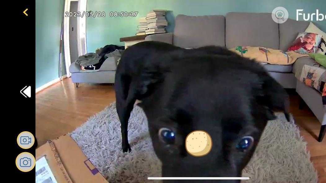 a dog standing on a rug