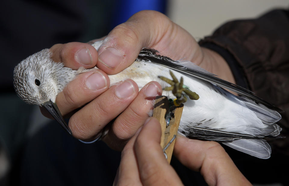 FILE - A researcher uses a clothes hanger to secure a geo locator in place on the leg of a Red Knot shore bird while the glue dries on the north end of Nauset Beach in Eastham, Mass., Sept. 17, 2013. A horseshoe crabs that lives on the East Coast and serves as a linchpin for the production of vital medicines stands to benefit from new protective standards, but conservationists who have been trying for years to save the red knot that depends on horseshoe crabs fear the protections still don't go far enough. (AP Photo/Stephan Savoia, File)