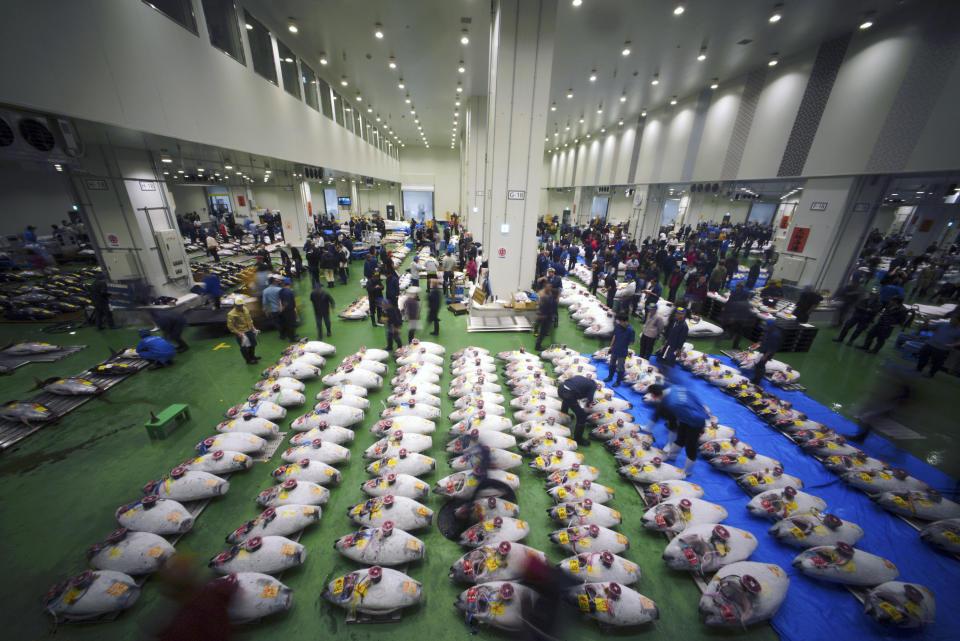 FILE - In this Oct. 11, 2018, file photo, prospective buyers bid frozen tunas during the first auction at the newly opened Toyosu Market, new site of Tokyo's fish market, in Tokyo. Tokyo's famous fish market reopened Thursday at a new location but with an old tradition: the tuna auction. (AP Photo/Eugene Hoshiko, File)