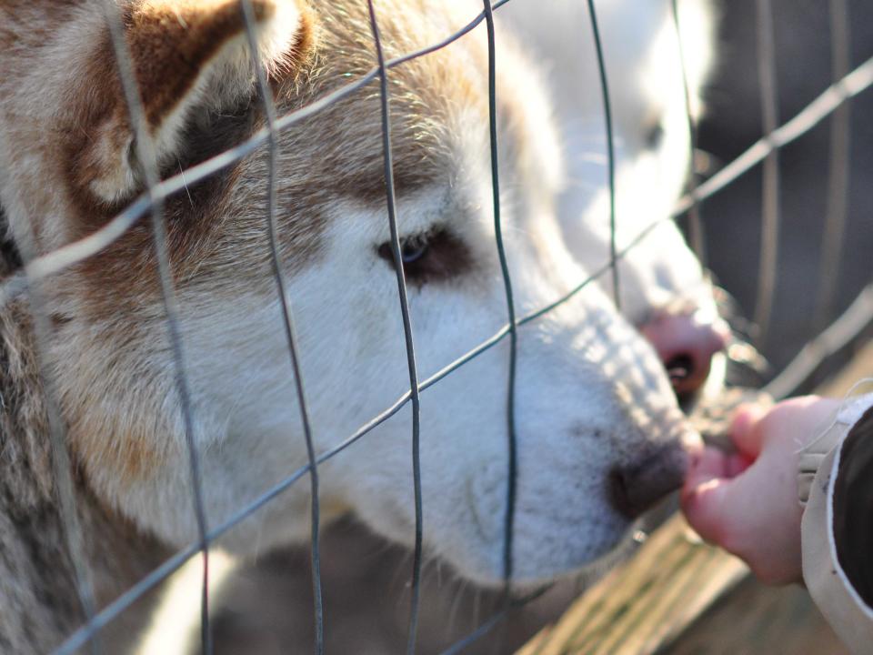 husky dogs