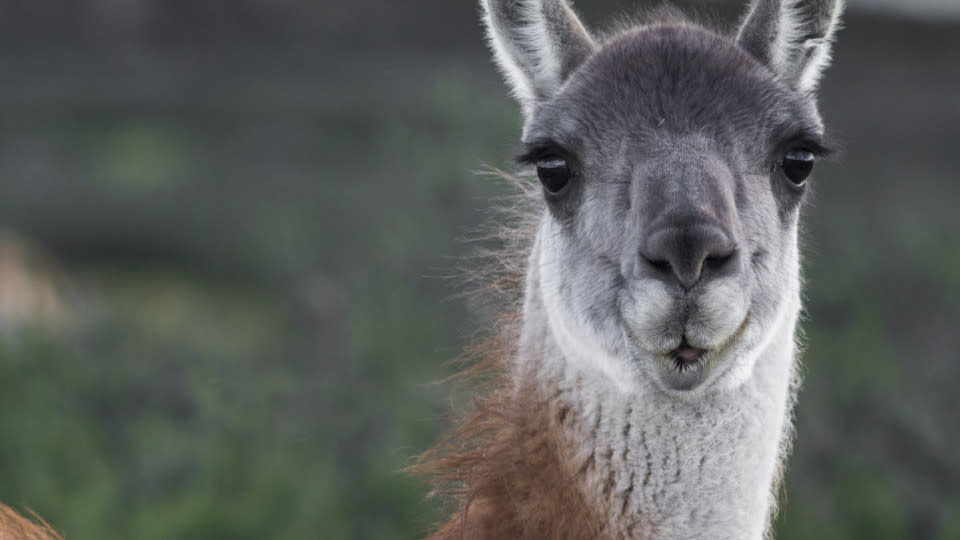 Why Llamas And Alpacas Make Great Therapy Animals