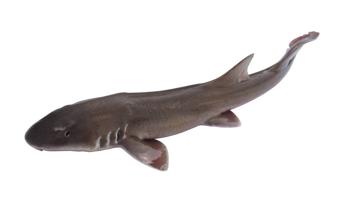 Brown catsharks are some of the smallest species of sharks, as they can grow up to 2.2 feet in length. 