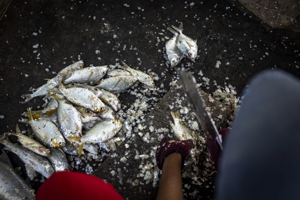 A resident cleans fish before selling them in Tanah Kuning village, near the site for the future development of the Kalimantan Industrial Park Indonesia in Bulungan, North Kalimantan, Indonesia, Wednesday, Aug. 23, 2023. The industrial park being built in Indonesia on the tropical island of Borneo that has attracted billions of dollars in foreign and domestic investment is damaging the environment in an area where endangered species live and migrate. (AP Photo/Yusuf Wahil)