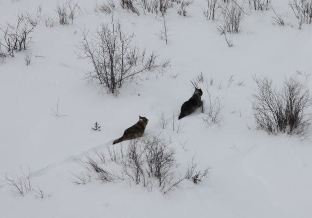 A. Kelly photo/Government of the Northwest Territories