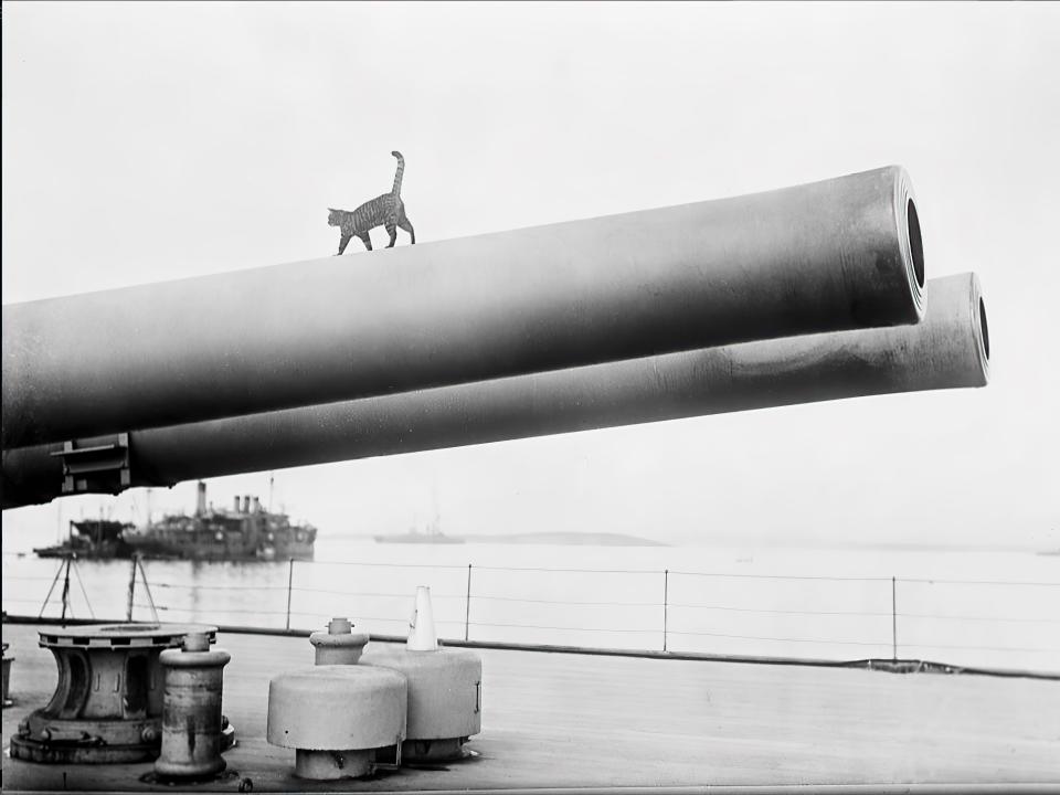 A cat walks across the HMS Queen Elizabeth off of the Gallipoli peninsula in 1915.