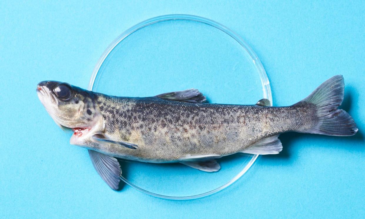 <span>An Atlantic salmon. Bluu Seafood hopes to use fish cells to produce a lab-grown alternative to preserve fish populations in the oceans.</span><span>Photograph: Anna Brauns/Bluu</span>