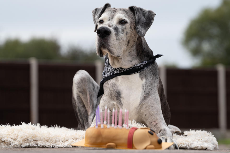 A British Great Dane who loves chicken dinners is thought to be the oldest in the world -- after smashing the previous record by years. Pirate the pooch is 11-and-a-half years old and has been adored by the Valentino family since they rescued him from the RSPCA more than a decade ago. One of the biggest breeds in the world, Great Danes often don't live for longer than six or seven years. But the 5ft 10in giant will be celebrating his 12th birthday in a few months time, and is thought to the the oldest of his breed in the world.