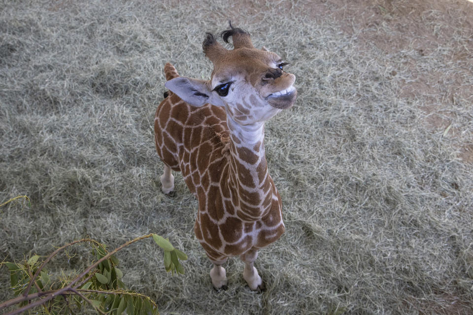 This March 22, 2022, image released by the San Diego Zoo Wildlife Alliance shows Msituni, a giraffe calf born with an unusual disorder that caused her legs to bend the wrong way, at the San Diego Zoo Safari Park in Escondido, north of San Diego. Zoo staff feared she could die if they didn't immediately correct the condition, which could prevent her from nursing and walking around the habitat. (San Diego Zoo Wildlife Alliance via AP)