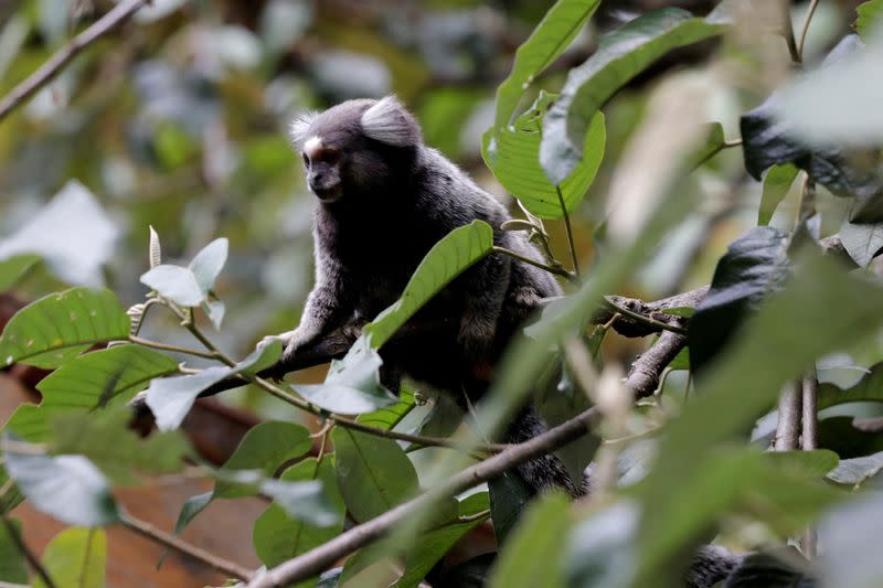 FILE PHOTO: A Callithrix monkey is seen in an Atlantic forest area in Mairipora