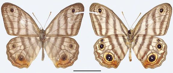 The Euptychia attenboroughi is a rare butterfly living in Latin American tropical rainforests.