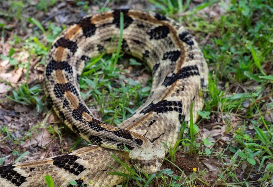 The timber rattlesnake is the most common rattlesnake found in Mississippi.