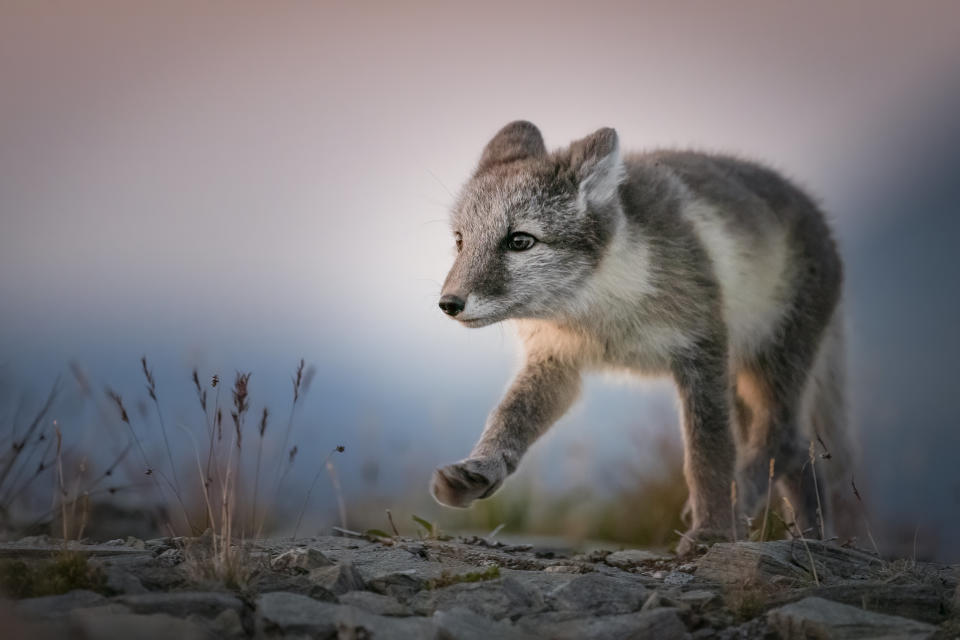 ***PLEASE NOT THESE IMAGES ARE UNDER EMBARGO TILL 00:01GMT 07/02/2022**

Runner up Arctic Fox cub in Norway by Cecilie Stuedal. See SWNS story SWNNwildlife; The Society of International Nature and Wildlife Photographers have announced the winners of the Wonderful Wildlife Photography Competition. Mark Lynham from Buckinghamshire, England was chosen as the winner. Mark has won 12 months membership to The Society of International Nature and Wildlife Photographers (SINWP) organisation. Colin Jones The Societies Director says, â€œThis competition was very popular with images coming in from all over the Globe, Markâ€™s beautiful image was chosen as the winning image as the gentle tones and colour captures the theme of the competition very well.â€

  