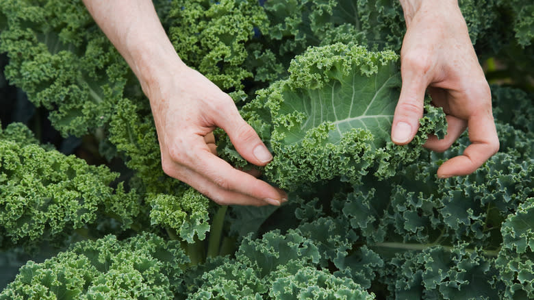 Hands holding kale leaf