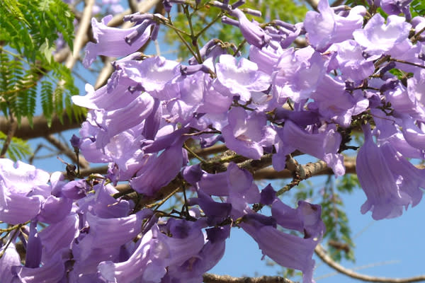 彰化縣內藍花楹油桐花相映盛開。（圖片來源／彰化縣政府旅遊資訊網）
