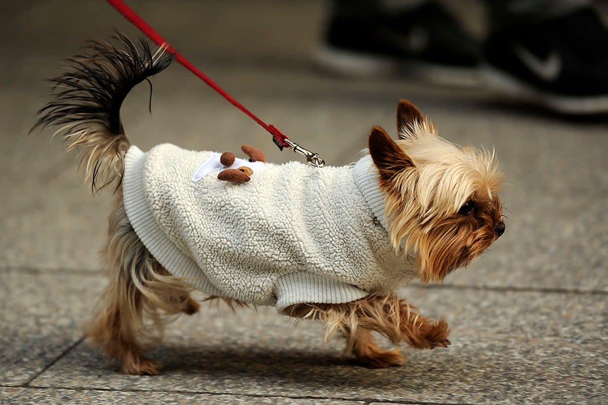 Ellie went missing from a Streatham address on Sunday morning (DPA/AFP via Getty Images)