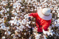 A farmer picks cotton in the field in Hami in northwest China's Xinjiang Region on Oct. 09, 2020. (Feature China / Barcroft Media via Getty Images file)