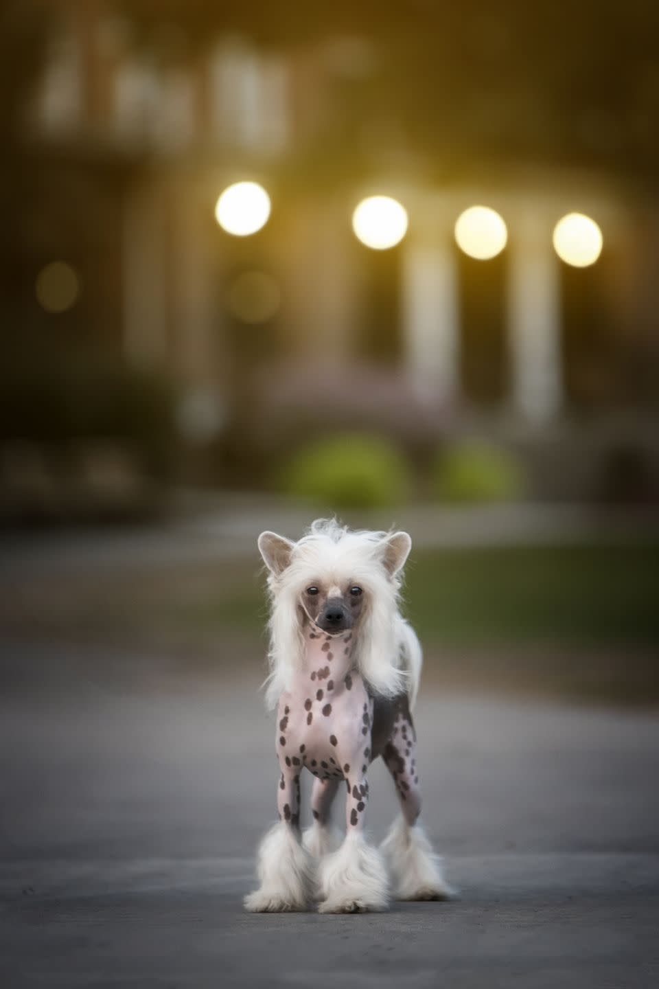 15) Chinese Crested