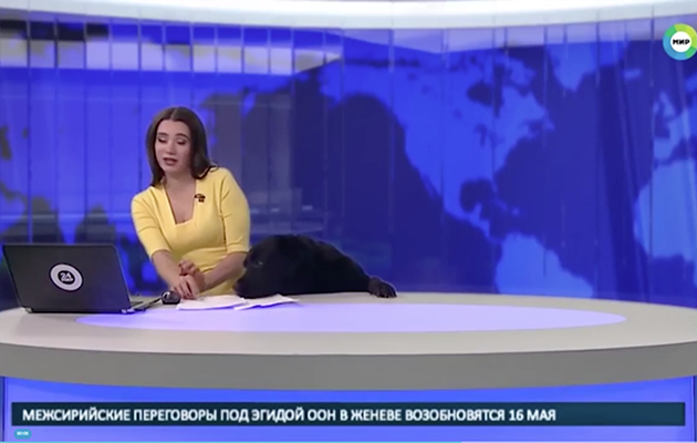 The adorable pooch became the star of the news broadcast. Photo: YouTube