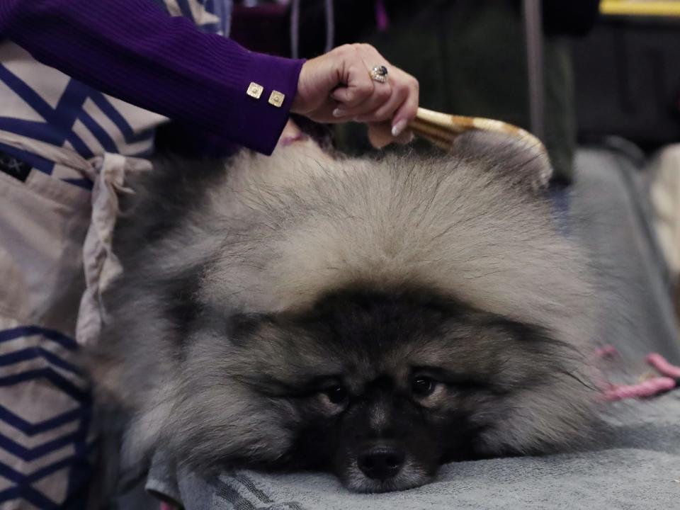 Couvee, a Keeshond, on February 11, 2019.