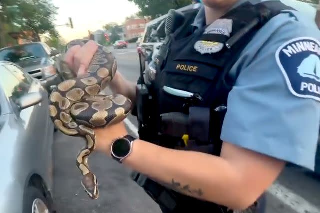 <p> Minneapolis Police Department/Facebook</p> The pall python being held by a MPD officer.