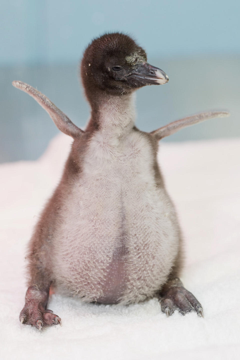 This June 18, 2013 photo provided by the Shedd Aquarium in Chicago shows a rockhopper penguin chick that was hatched at the aquarium on June 12, 2013. (AP Photo/Shedd Aquarium, Brenna Hernandez)