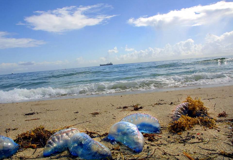 In this Feb. 20, 2003 file photo, Portuguese man o’ wars were plentiful on Fort Lauderdale Beach. The long, dangling tentacles with powerful stinging cells are not visible as they are on the bottom side of the warm-sea siphonophores.