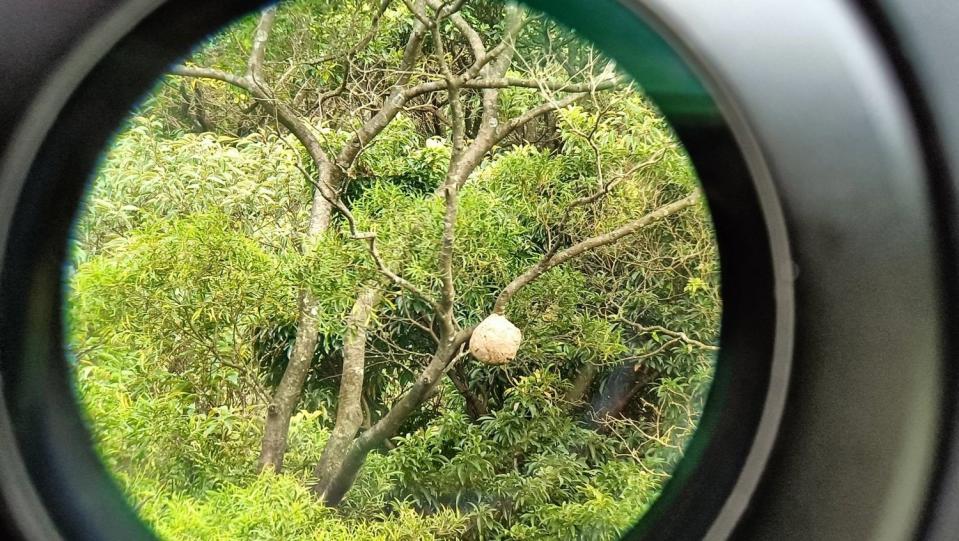 望遠鏡也能清晰觀察遠處虎頭蜂窩照片。   圖：新北市動保處提供